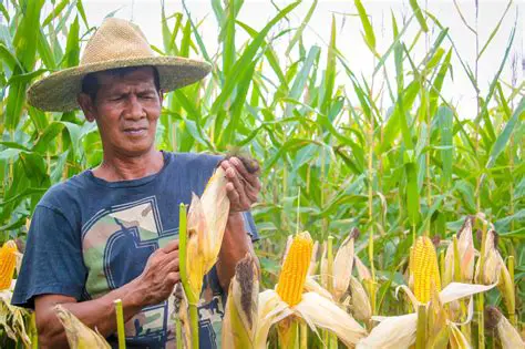 Increased Support for Women in Corn Farming