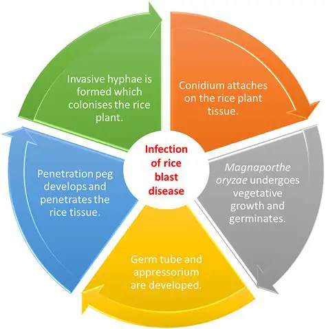 Increased Susceptibility to Pests and Diseases