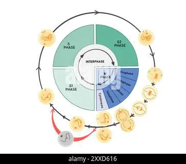 Interphase and Cytokinesis