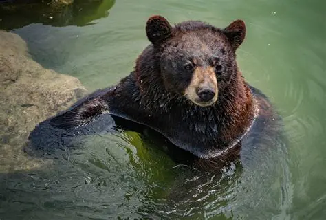 Key Features of Bear Video Converter
