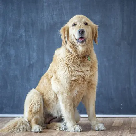 Key Features of Retriever for Imaging