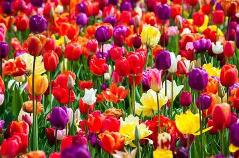 La herencia de los colores de los tulipanes