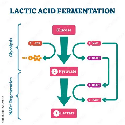 Lactic Acid Bacteria and Their Role in Fermentation