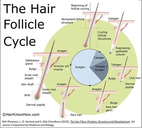 Mathematical Modeling of Leg Hair Growth