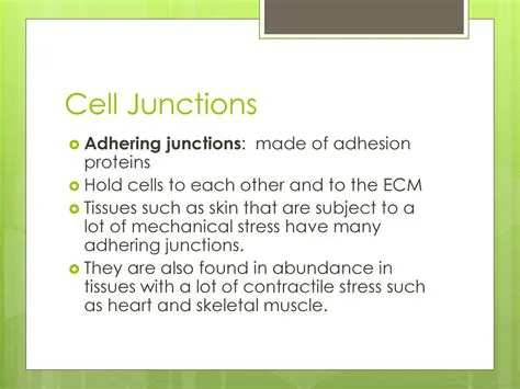 Mechanical Stress and Adhering Junctions