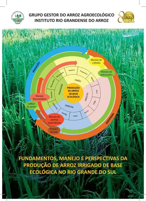 Melhorar o manejo da cultura de arroz