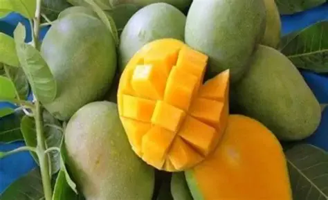 Menghitung Jumlah Mangga Harum Manis dan Mangga Golek