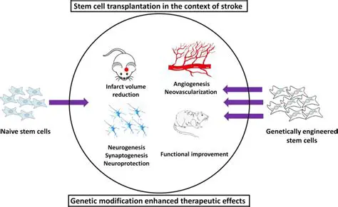 Modification of stem cells