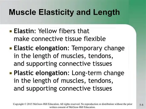 Muscle length and elasticity