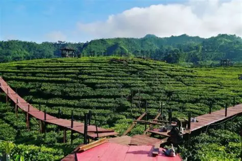 Peran Kebun Gunung Para dalam Ekonomi Lokal