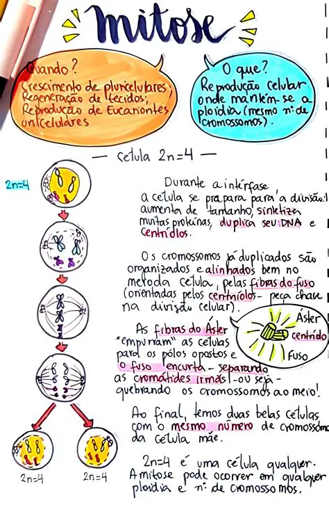Perguntas e Respostas sobre Mitose