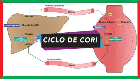 Perguntas e Respostas sobre o Ciclo de Cori