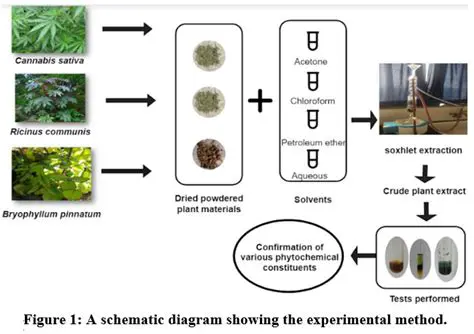 Phytochemical Screening and Extraction