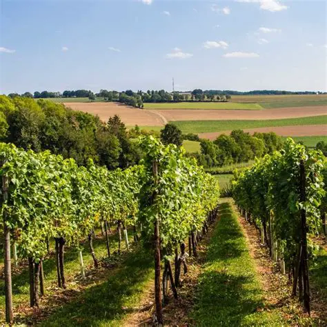 Plant and manage vineyards