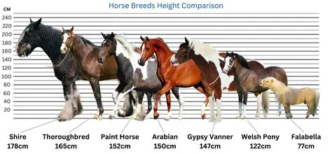 Predicting the height of the rider