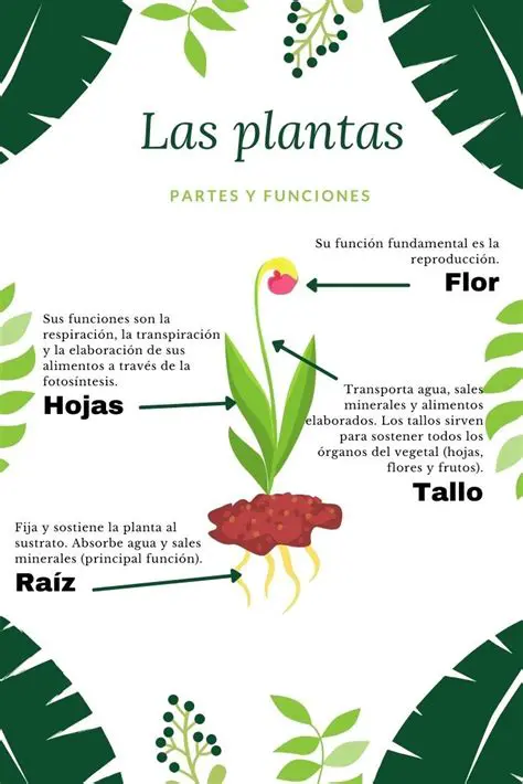 Preguntas y respuestas sobre las plantas y la vida cotidiana