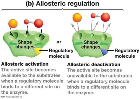 Prepare the allosteric regulator
