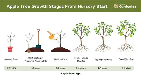 Probability of Apple Trees Growing Large