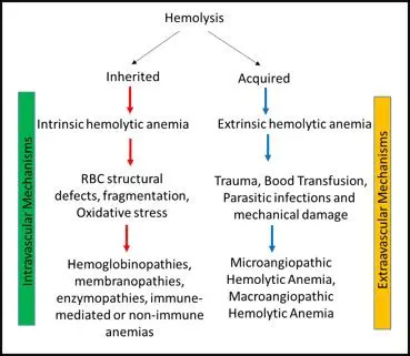 Processes Occurring During Hemolysis