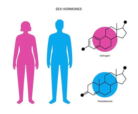 Production of sex hormones