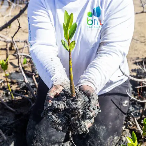 Protect and restore mangrove forests