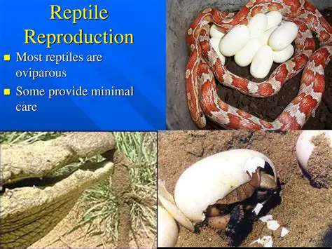 Provide a Minimal Reproduction