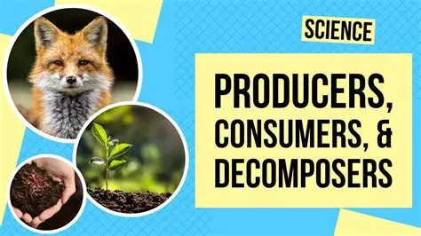 Recommendations for Producers and Consumers