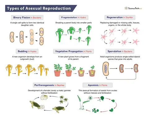 Reproduction Methods of Onions