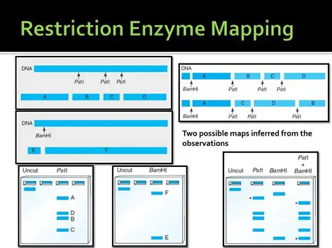 Restriction Enzyme Mapping