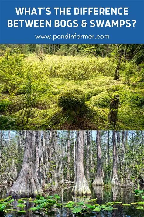 Similarities Between Swamps and Rainforests