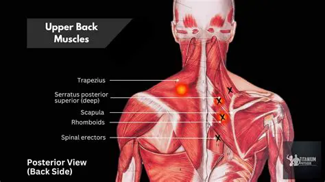 Strengthened back and neck muscles