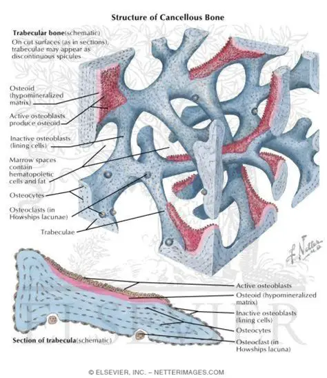 Structure of Cancellous Bone
