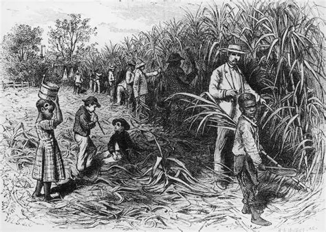 The African Slave Trade and Sugar Production