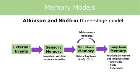 The Atkinson and Shiffrin Model of Memory
