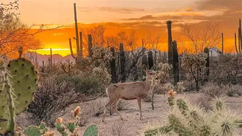 The Biology of the Sonoran Desert