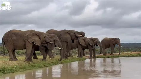 The Composition of Elephant Herds