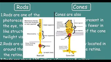 The Difference Between Rods and Cones