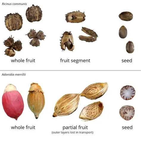 The Early History of Fruit