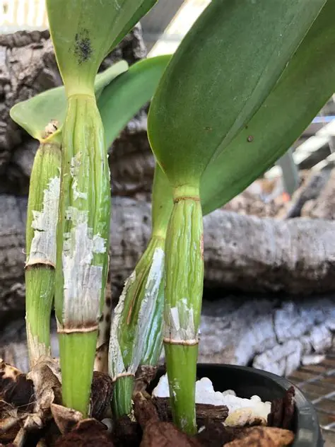 The Effect of Giving Coconut Water and NAA on the Growth of Cattleya Orchids in Vitro