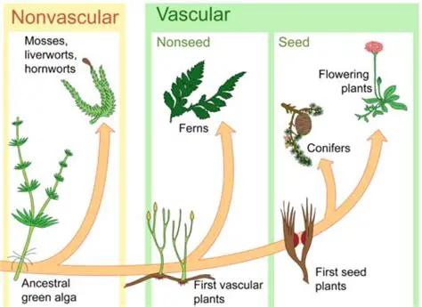 The Emergence of Vascular Plants