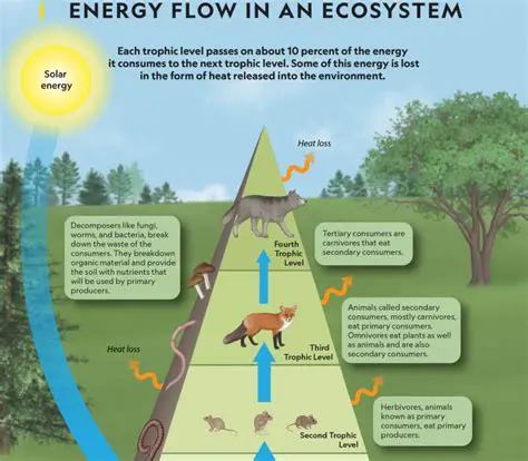 The Energy Flow in the Meadow