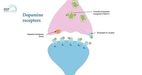 The Function of Dopamine Receptors