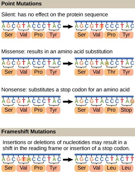 The Impact of Point Mutations on Proteins