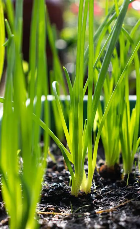 The Impact of Water on Green Onion Growth