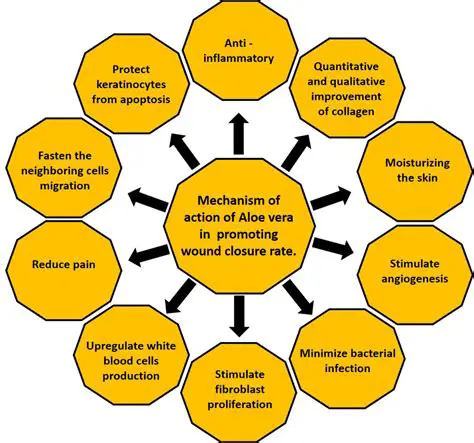The Importance of Aloe Vera in Wound Healing