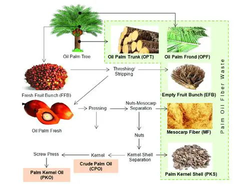 The Importance of Biological Fertilizers in Palm Oil Cultivation
