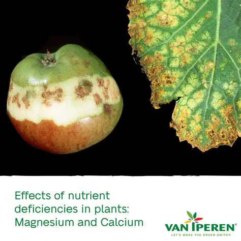 The Importance of Calcium and Magnesium for Oil Palm Plants