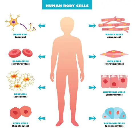 The Importance of Cells in the Human Body