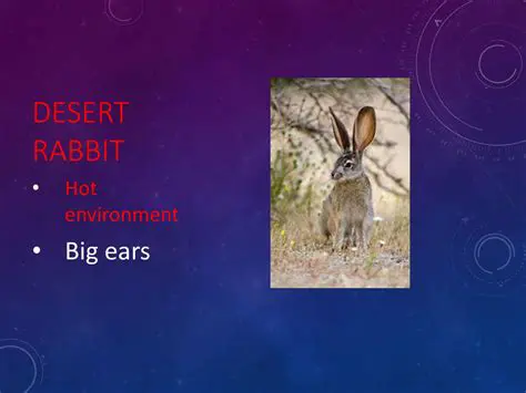 The Importance of Ears in the Desert Rabbit