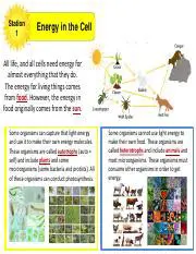 The Importance of Energy in Cells